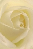 This image invites you to dwell in the luminous heart of a Mayfair cream rose, as if wrapped within its silky petals on a calm Upper Brook Street morning. The tightly coiled center unfurls elegantly-each petal feather-light, their edges nearly translucent, exuding a delicate luminosity. Soft, natural London light shapes subtle shadows between the layers, enriching the ivory palette with creamy undertones and a sense of peaceful depth. The surrounding atmosphere is hushed and pure, evoking the serene embrace of a Mayfair drawing room or the comforting gesture of a neighbor's thoughtful bouquet. As a local florist, I recognize in this rose the artistry reserved for life's most meaningful occasions-from gentle farewells to new beginnings blossoming along the lanes of Shepherd Market. Its fragrance is a trace, clean and compelling, echoing the careful curation behind every petal's placement. The emotion laced within is tangible: an offering of solace, admiration, or hope, crafted with heartfelt expertise and ready to bring comfort across Mayfair's historic streets.